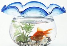 Bạn Muốn Làm Cá Nhỏ Trong Hồ Lớn Hay Cá Lớn Trong Hồ Nhỏ Bạn Muốn Làm Cá Nhỏ Trong Hồ Lớn Hay Cá Lớn Trong Hồ Nhỏ