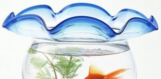 Bạn Muốn Làm Cá Nhỏ Trong Hồ Lớn Hay Cá Lớn Trong Hồ Nhỏ Bạn Muốn Làm Cá Nhỏ Trong Hồ Lớn Hay Cá Lớn Trong Hồ Nhỏ