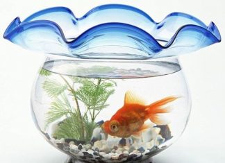 Bạn Muốn Làm Cá Nhỏ Trong Hồ Lớn Hay Cá Lớn Trong Hồ Nhỏ Bạn Muốn Làm Cá Nhỏ Trong Hồ Lớn Hay Cá Lớn Trong Hồ Nhỏ