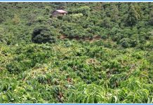 Cà Phê Đắng Trong Tôi Cà Phê Đắng Trong Tôi