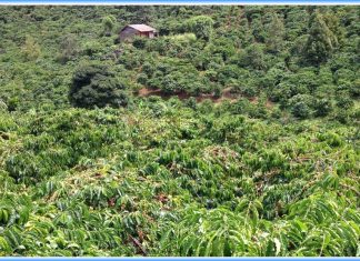 Cà Phê Đắng Trong Tôi Cà Phê Đắng Trong Tôi