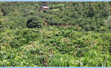 Cà Phê Đắng Trong Tôi Cà Phê Đắng Trong Tôi