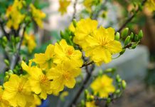 Hoa Mai Của Mẹ Hoa Mai Của Mẹ