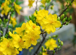 Hoa Mai Của Mẹ Hoa Mai Của Mẹ