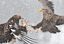 Đại Bàng Mái Tìm Bố Cho Con – Câu Chuyện Thú Vị Đầy Ý Nghĩa Sâu Sắc Trong Cuộc Sống