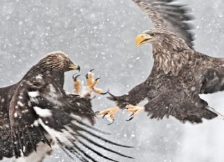 Đại Bàng Mái Tìm Bố Cho Con – Câu Chuyện Thú Vị Đầy Ý Nghĩa Sâu Sắc Trong Cuộc Sống