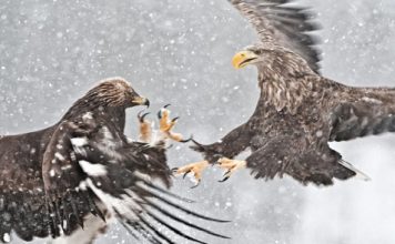 Đại Bàng Mái Tìm Bố Cho Con – Câu Chuyện Thú Vị Đầy Ý Nghĩa Sâu Sắc Trong Cuộc Sống