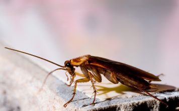 Triết Lý Con Gián: Kẻ Mạnh Chưa Chắc Thắng Nhưng Kẻ Dễ Thích Nghi Chắc Chắn Trường Tồn!